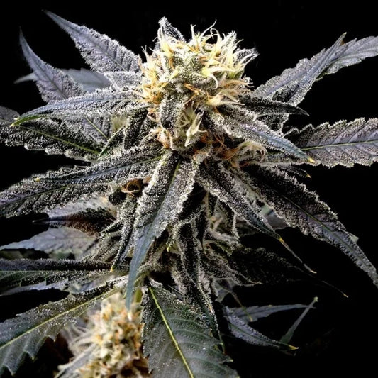 Strawberry Banana: todo sobre esta variedad dulce y resinosa