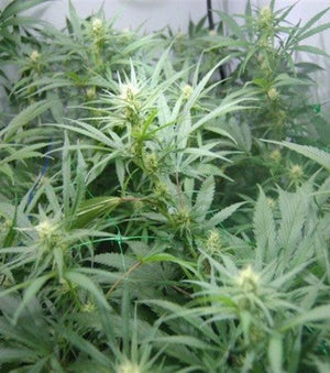 SUPER SILVER HAZE