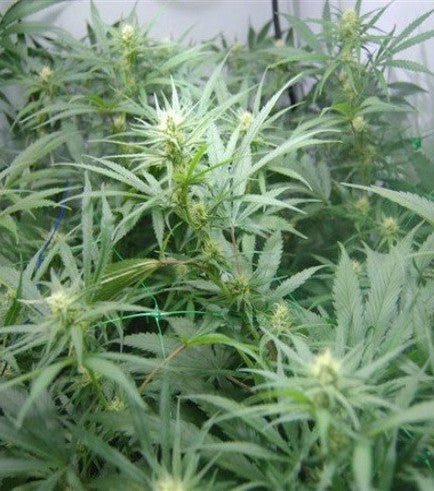 SUPER SILVER HAZE