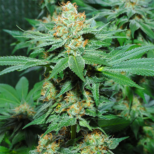 SUPER SKUNK