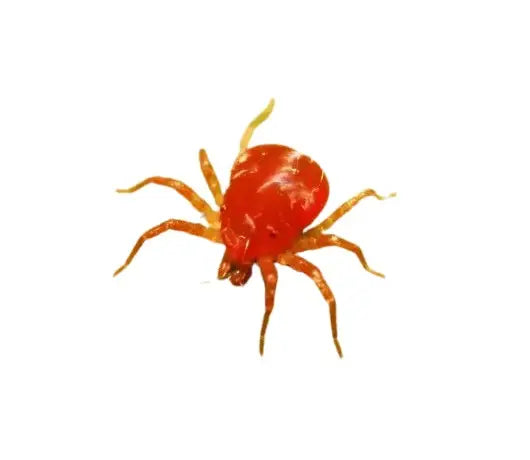 A que temperatura muere la araña roja? - GrowTarraco Distribuciones SLU