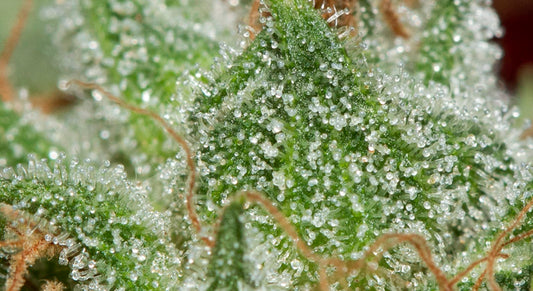 ¿Qué son los terpenos cannabinoides?