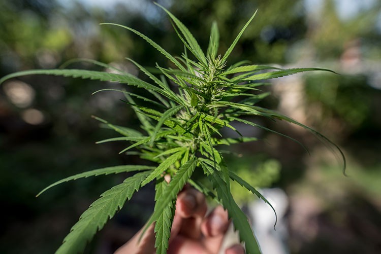 Genética de cannabis Thai: historia y orígenes