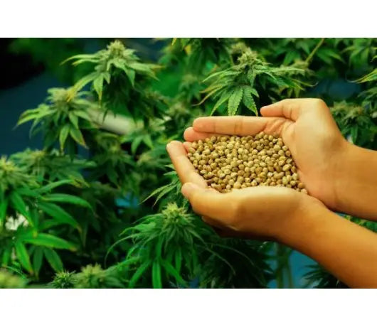 Tipos de semillas de marihuana - GROW 1NDUSTRY
