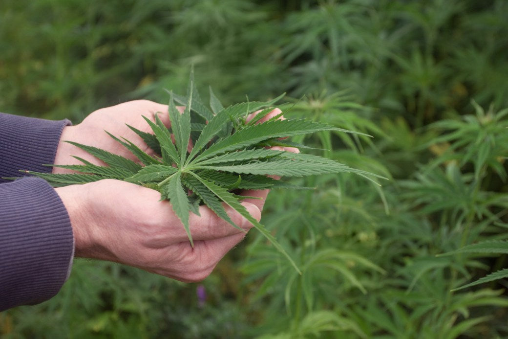 manos sujetando hojas de marihuana