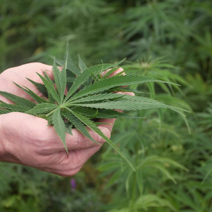 manos sujetando hojas de marihuana