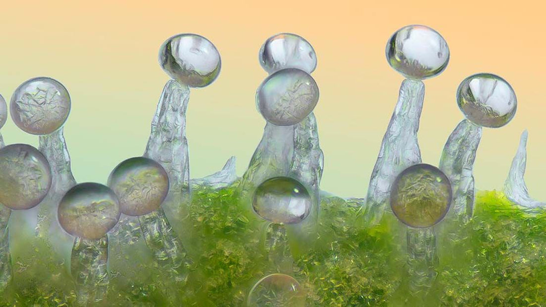 ¿Cómo y cuándo cosechar en función de los tricomas?