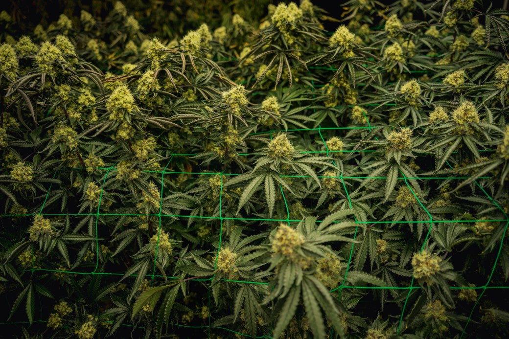 cultivo de cannabis indoor