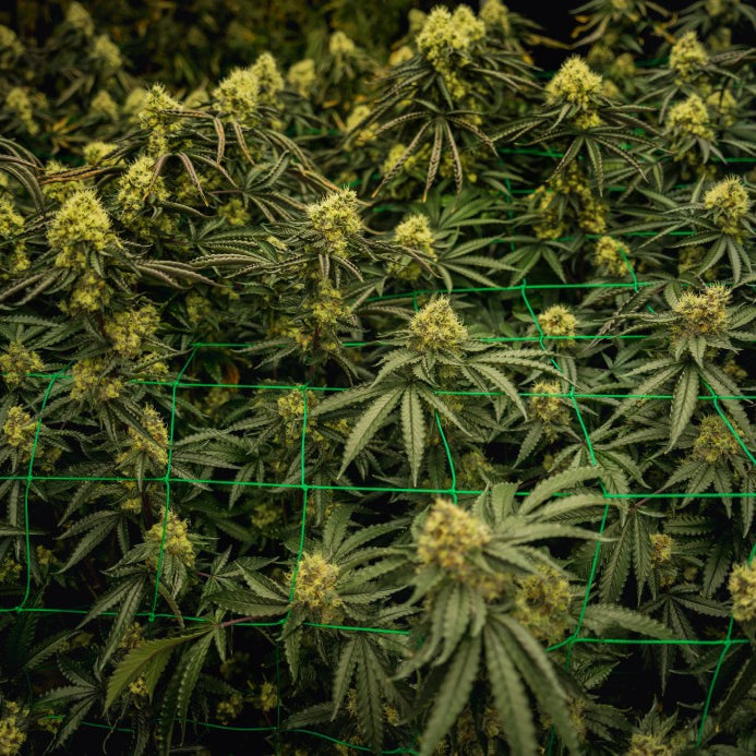 cultivo de cannabis indoor