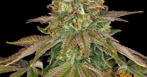WEDDING CAKE FAST