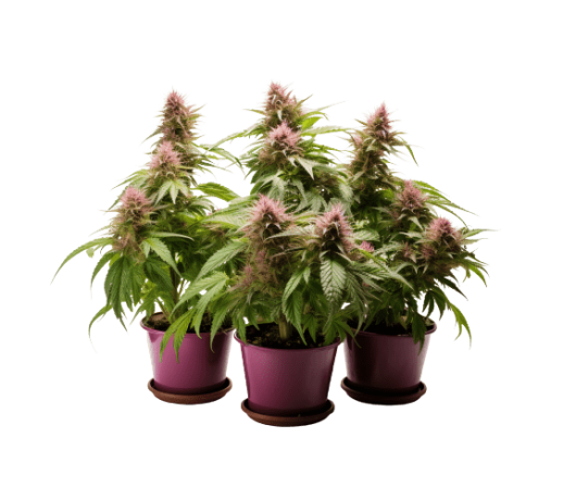Plantar Marihuana Gelato: Historia, Características y Cultivo