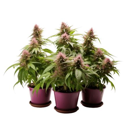 Plantar Marihuana Gelato: Historia, Características y Cultivo