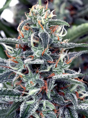 White Widow