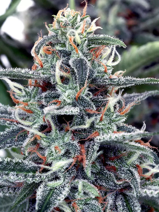 White Widow