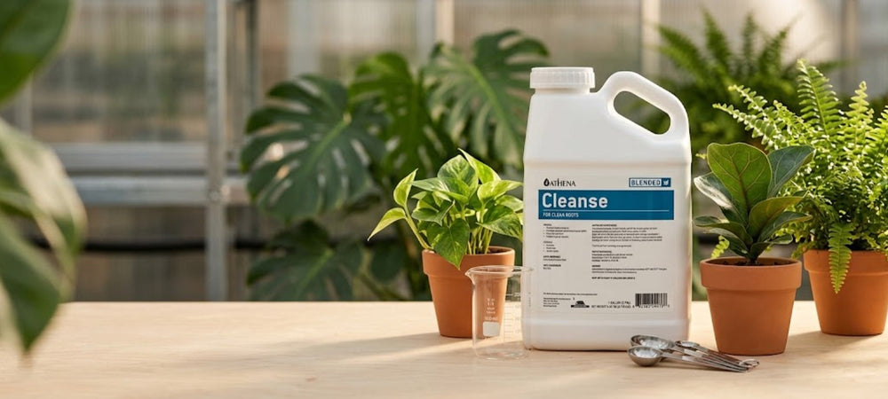 Athena Cleanse