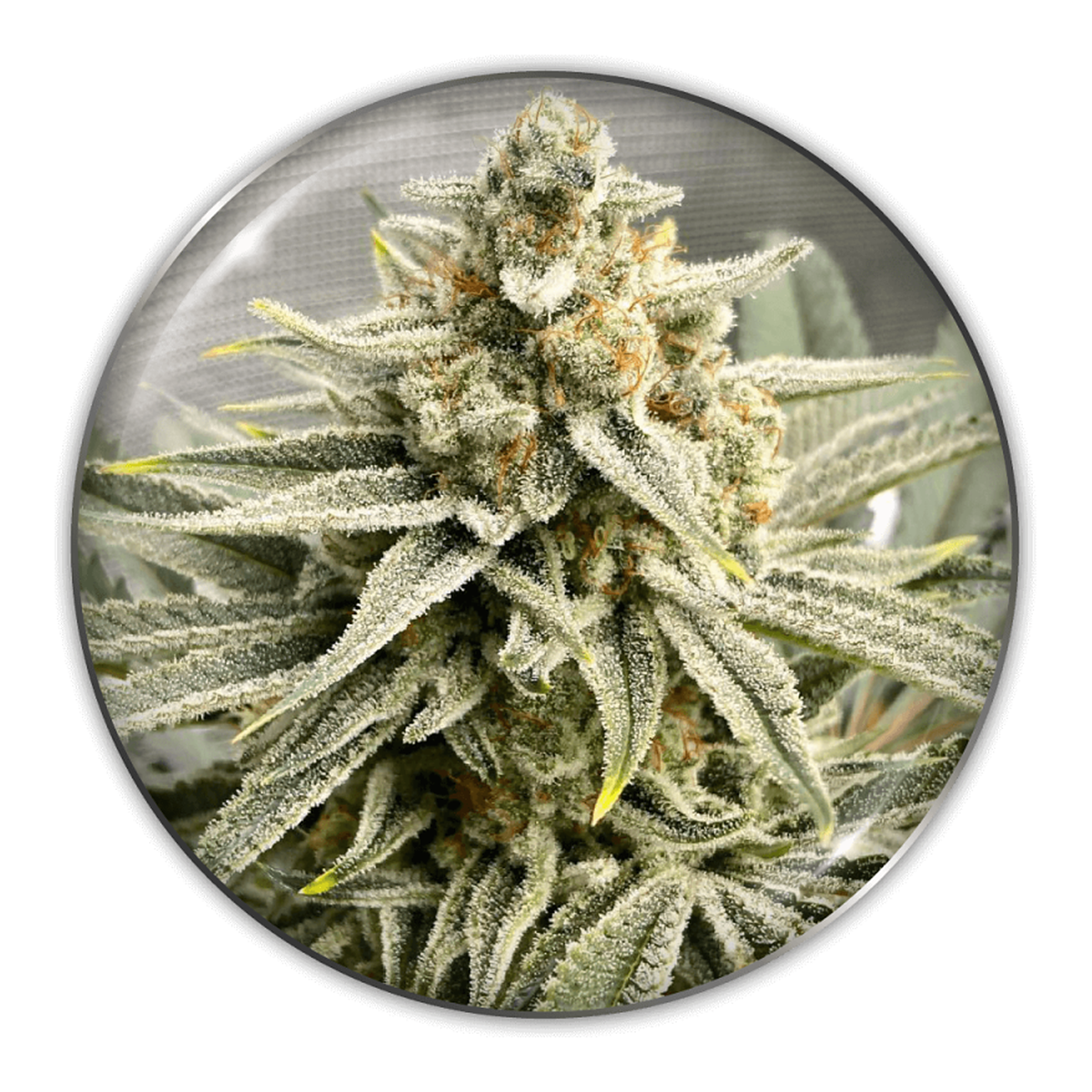 Medical Seeds Grape Fuel, vista 2