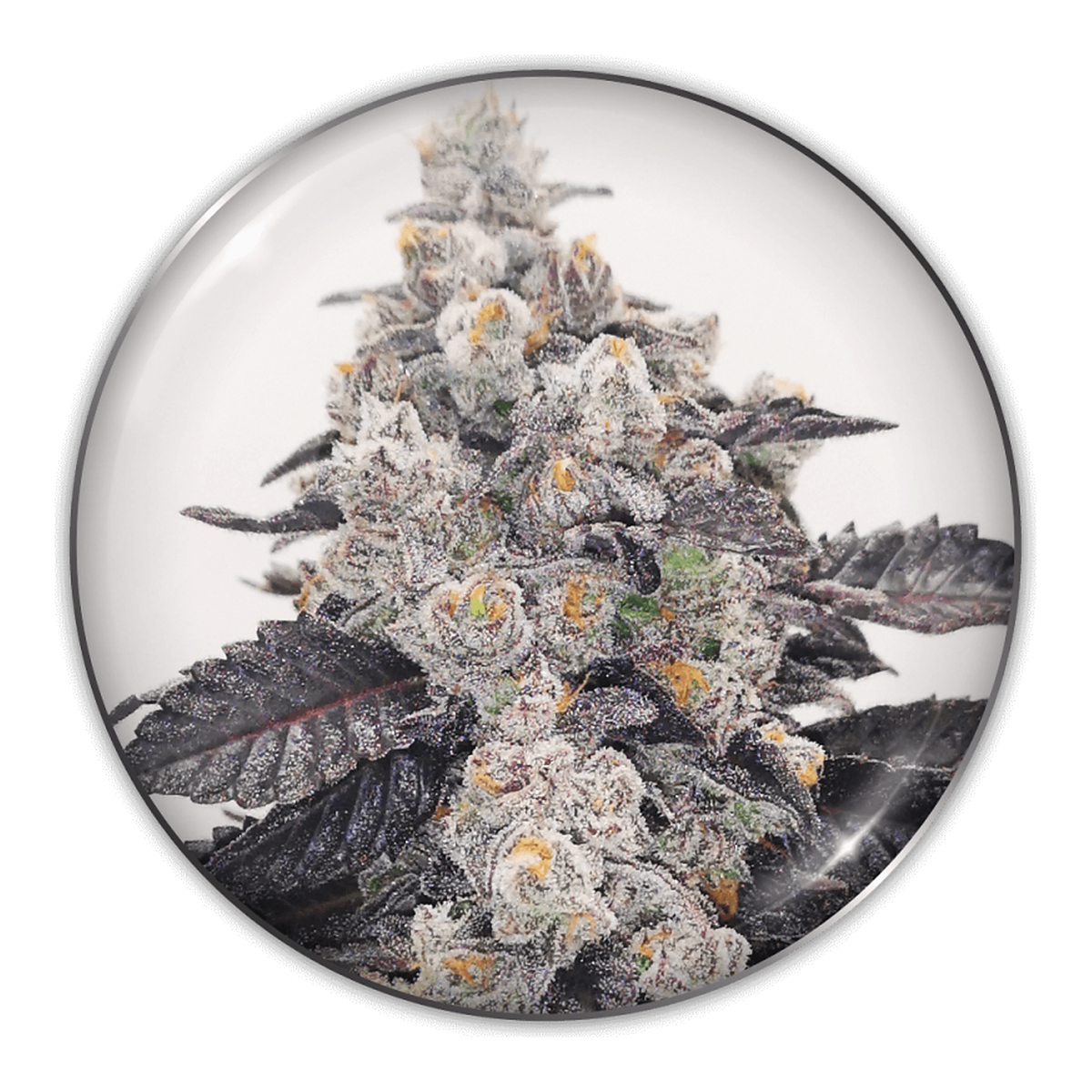 Medical Seeds Pink Sherbert, vista 2