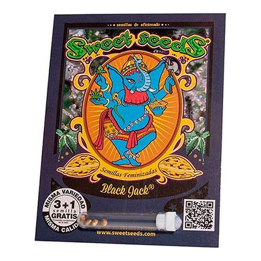 Black Jack Sweet Seeds | Wachsen Sie die Branche