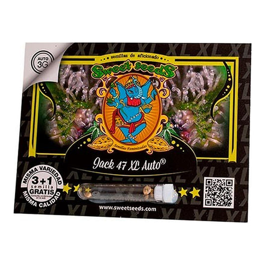 Sweet Seeds Jack 47 XL Auto, semillas de cannabis autoflorecientes XL con aroma inciensado